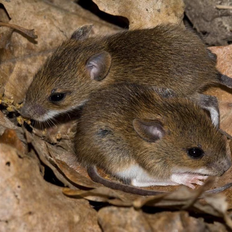 Уничтожения мышей в частном доме в Симферополе?