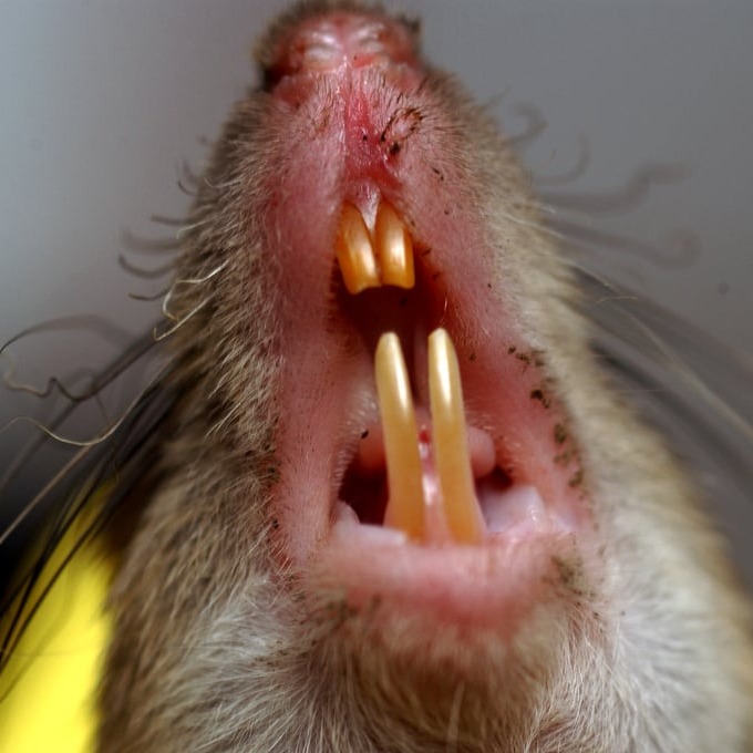 Дератизация крыс в Симферополе?